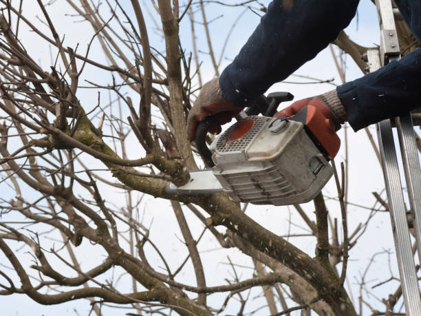 Professional pruning a tree  pruning stock pictures, royalty-free photos & images