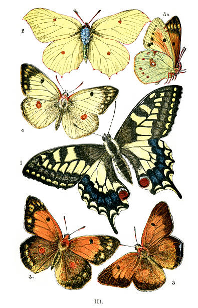 Butterflies  butterfly colias hyale stock illustrations