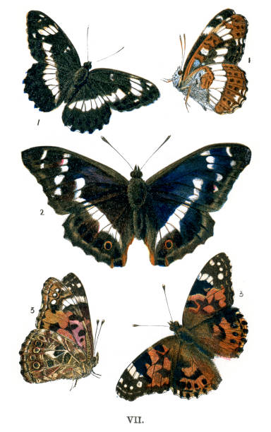 Butterflies Vintage lithograph from 1860 of Butterflies. 1. White Admiral, 2. Purple Emperor, 3. Painted Lady admiral butterfly stock illustrations