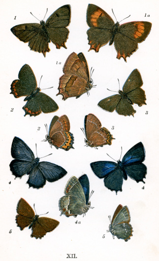Vintage lithograph from 1860 of Butterflies. 1. Brown Hair Streak, 1a. Female, 2. Black Hair Streak, 3. White Letter Hair Streak, 4. Purple Hair Streak, 4a. Female, 5. Green Hair Streak