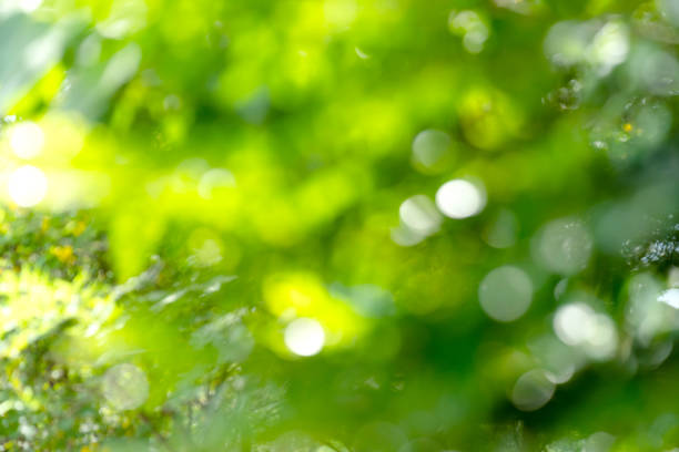 istock natural green bokeh abstract background,blurred textured 1549553240