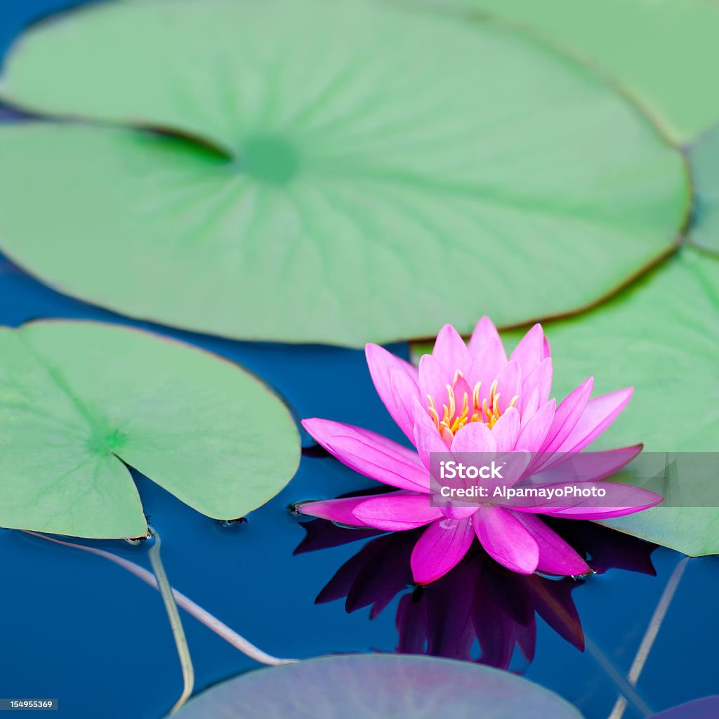 Różowy waterlily duże zielone wody z liści-V - Zbiór zdjęć royalty-free (Lotos)