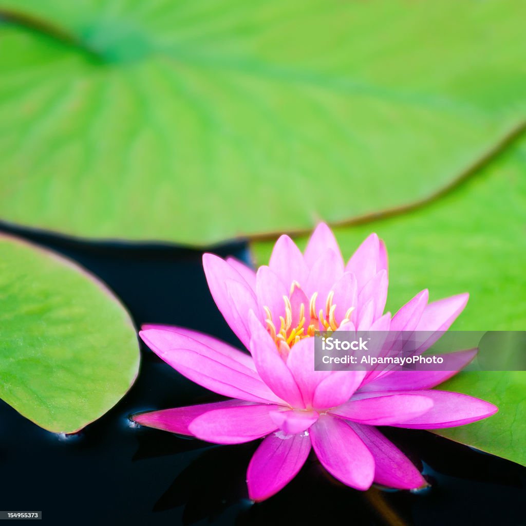 Różowy waterlily duże zielone wody z liści-VI - Zbiór zdjęć royalty-free (Lotos)