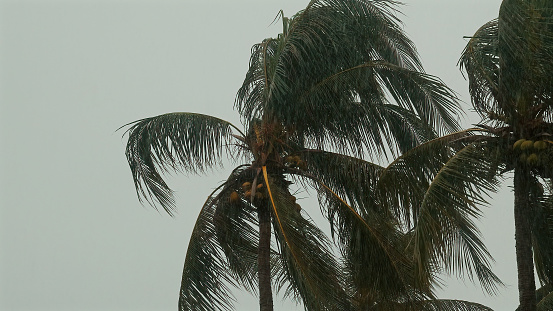 Palm trees sway in the wind as rain pours down in the tropical monsoon. The stormy weather. Concept of tropical storms and natural beauty.