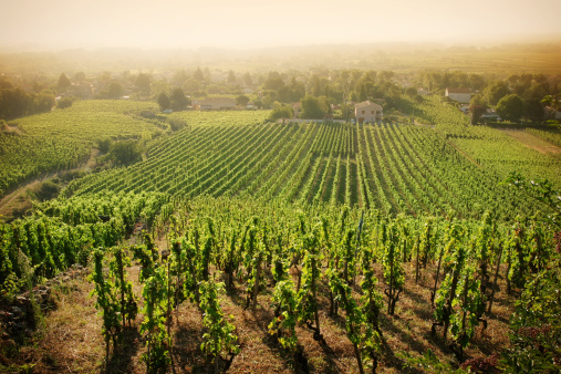 Hazy summer morning over a hillside vineyard in France's Rhône Valley.