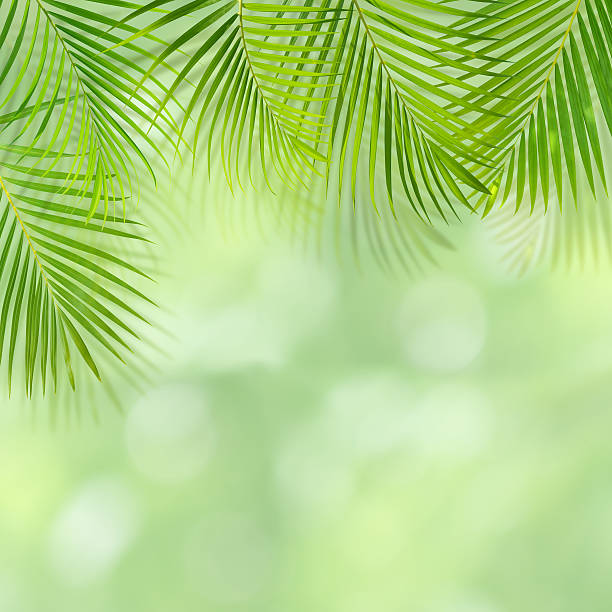 istock Green palm leaf background with copy space 154955750