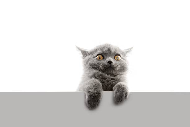 afraid Beautiful Cat (English sort hair - 2 months ) eye catching stock pictures, royalty-free photos & images