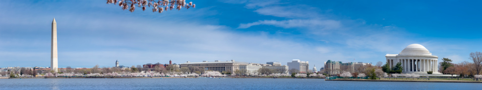 Panoramic image of the Tidal Basin at the peak of cherry blossoms blooming, with the Washington Monument, Capitol, and the Jefferson Memorial.