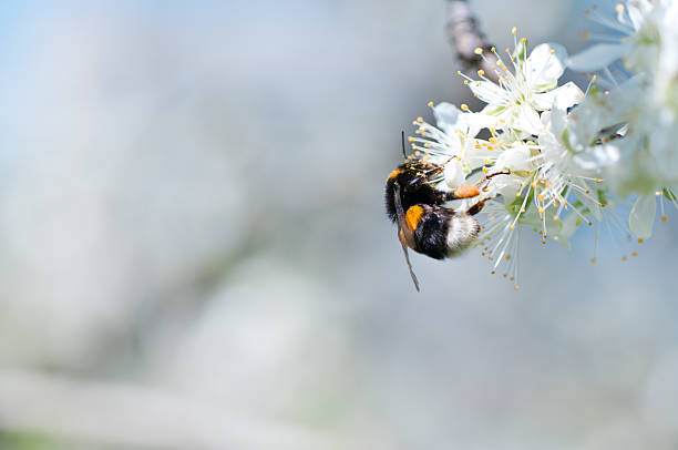 honig biene sammeln von pollen - apfelbluete stock-fotos und bilder