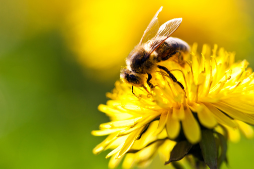 Closeup shot of a bee collecting nectar from a dandelion. Selective focus on bee