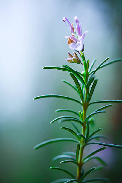 rosmarino - rosemary flower single flower flower head foto e immagini stock