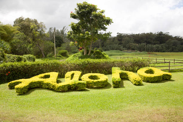 Nature Spells Out Hawaiian ALOHA  aloha single word stock pictures, royalty-free photos & images