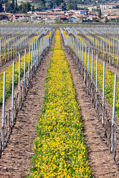 istock Flower Rows Among Vineyards, Valpolicella 154956325