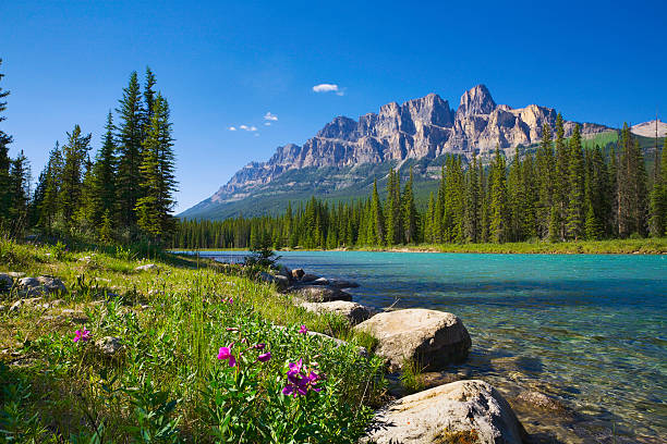 fluss bow river, castle mountain, banff national park, kanada, wildblumen, copyspace - banff stock-fotos und bilder