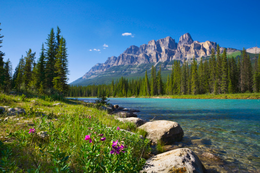 Río Bow, castillo de montaña, parque nacional de Banff, Canadá, flores silvestres, copyspace photo