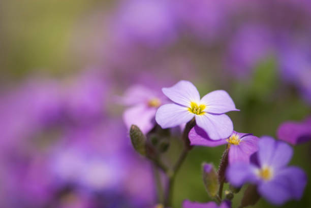 Closeup background of tiny purple phlox flowers in a Cape Cod garden.