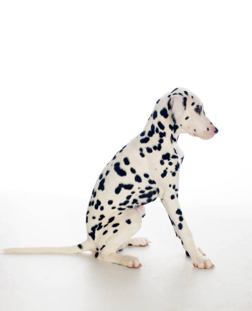 istock Dalmatian puppy profile sitting 154956449