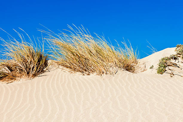 istock Sand dune and grass against blue sky 154956496