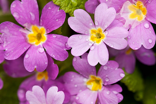 violet primulacées avec pluie - primrose photos et images de collection