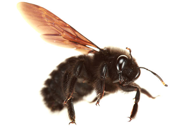 flying abeille menuisière isolé sur blanc - abeille menuisière photos et images de collection