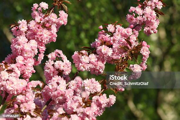 개화 벚나무 0명에 대한 스톡 사진 및 기타 이미지 - 0명, 겹벚꽃나무, 꽃-꽃의 구조