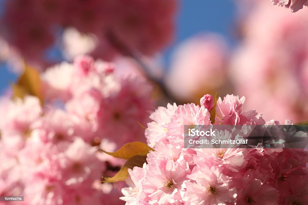 blooming cherry tree with selective focus  Rose - Flower Stock Photo