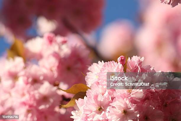 Blooming Cherry Tree With Selective Focus Stock Photo - Download Image Now - Rose - Flower, Branch - Plant Part, Cherry Tree