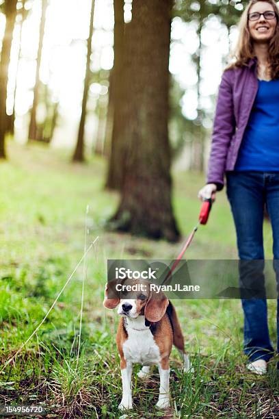 Beagle Making A Face During Walk Stock Photo - Download Image Now - Dog Walking, Oregon - US State, Portland - Oregon