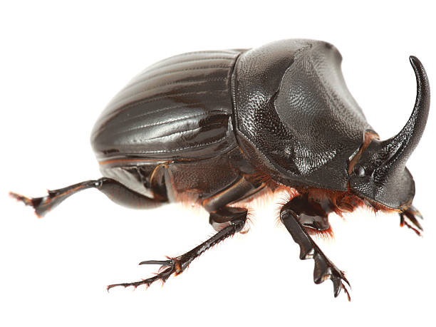 escarabajo rinoceronte aislado en blanco - rhinoceros beetles fotografías e imágenes de stock