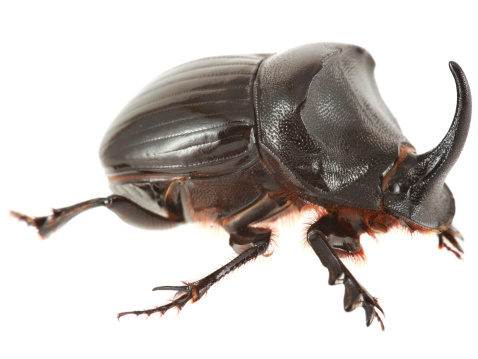 Macro photography of rhinoceros beetle isolated on whiteMacro photography of rhinoceros beetle isolated on white