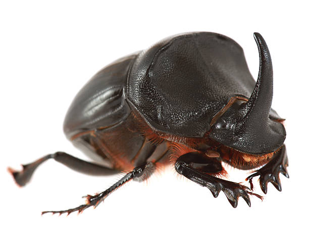 escarabajo rinoceronte aislado en blanco - rhinoceros beetles fotografías e imágenes de stock