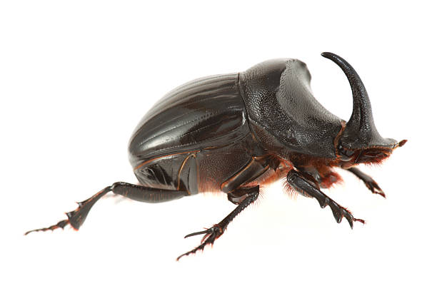 escarabajo rinoceronte aislado en blanco - rhinoceros beetles fotografías e imágenes de stock