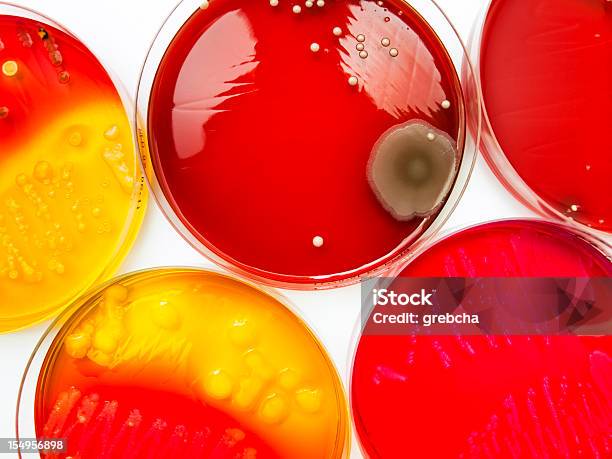 Petri Блюда С Бактериями — стоковые фотографии и другие картинки Бактерия - Бактерия, Без людей, Белый
