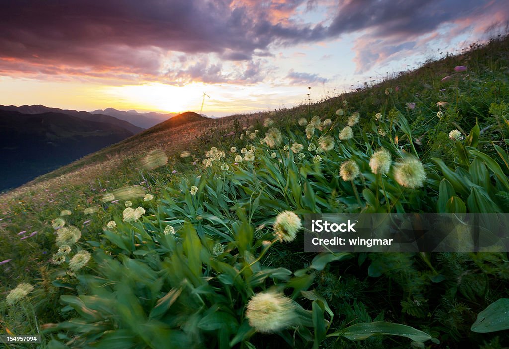 alpine Bergwiesen mit Bärlauch - Lizenzfrei Alpen Stock-Foto