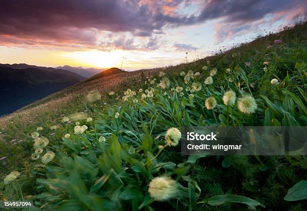 Alpine Bergwiesen Mit Bärlauch Stockfoto und mehr Bilder von Alpen - Alpen, Aufnahme von unten, Baumblüte