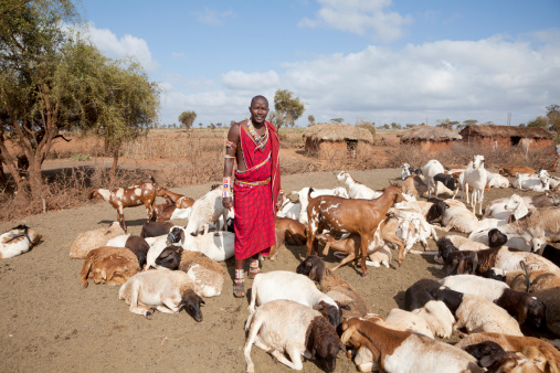 Young massai wih goats, village in background.