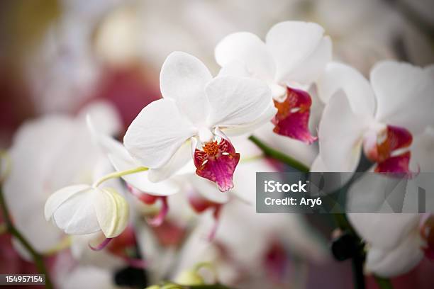 Bianco In Un Giardino Di Orchidee - Fotografie stock e altre immagini di Bellezza naturale - Bellezza naturale, Bianco, Botanica