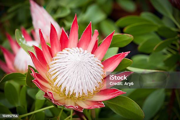 Piccolo Principe In Un Giardino - Fotografie stock e altre immagini di Protea