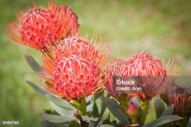 Leucospermum Cordifolium Bellezza Naturale - Fotografie stock e altre immagini di Protea - Protea, Senza persone, Bellezza naturale