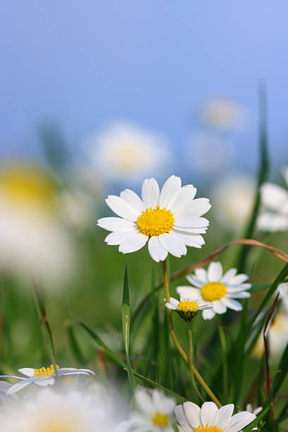 campo di margherite - spring close up daisy yellow foto e immagini stock