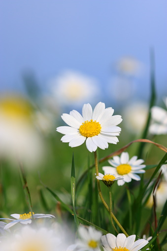 Daisy field on blue sky.