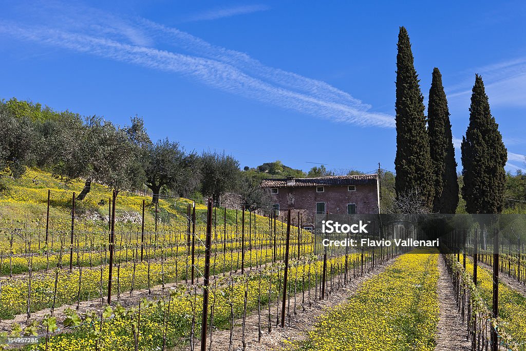Vinhas e oliveiras, Valpolicella - Royalty-free Agricultura Foto de stock