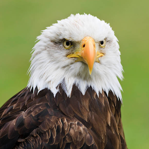 Portrait of a young Bald eagle . High quality photography. High quality photo