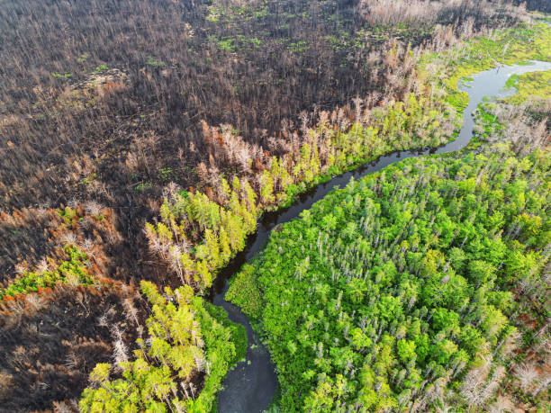istock Aerial View of Wildfire Damage 1549585642