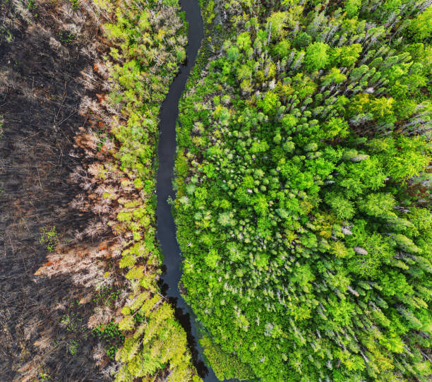 istock Aerial View of Wildfire Damage 1549585646