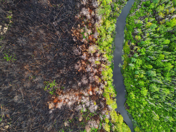 vista aérea de los daños causados por incendios forestales - fuerzas de la naturaleza fotografías e imágenes de stock