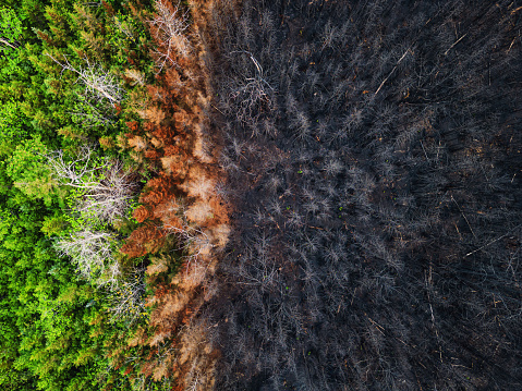 Aerial view of damage caused by a wildfire.