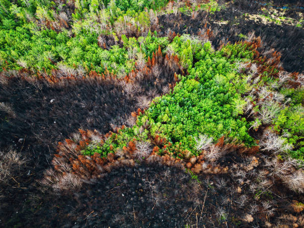 istock Aerial View of Wildfire Damage 1549586705