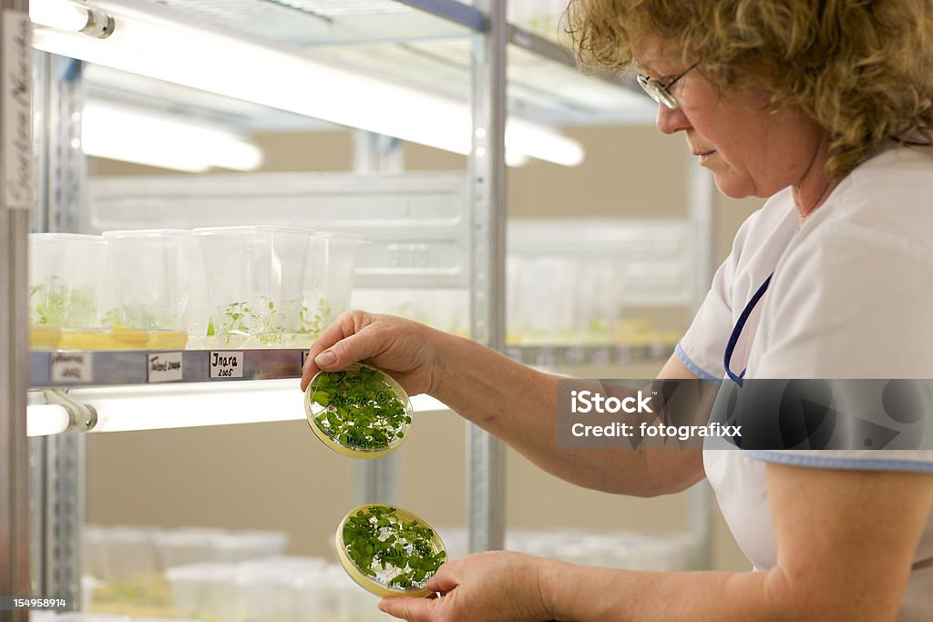 Assistente di laboratorio in una serra controllare la coltivazione in vitro - Foto stock royalty-free di Patata cruda