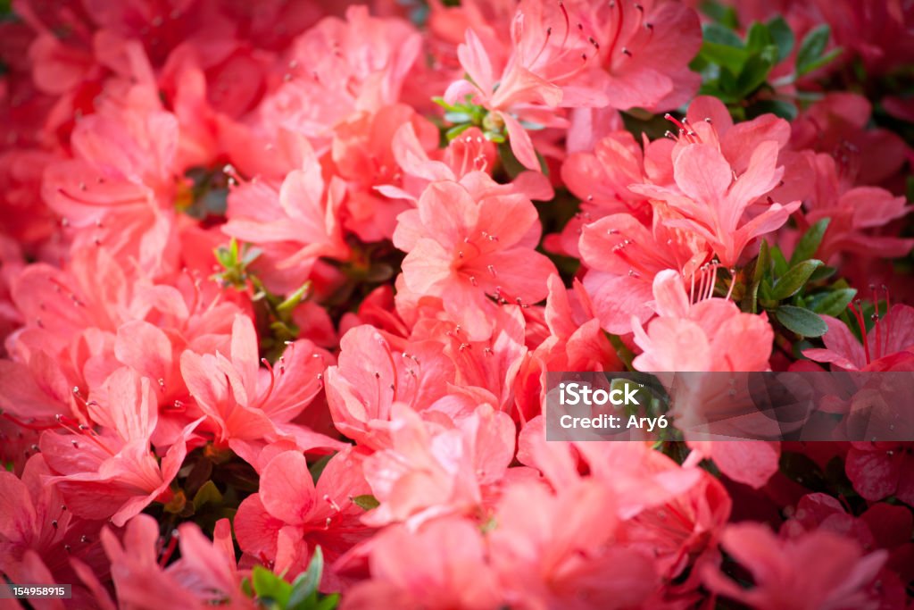 Azalea piante, provenienti in Eurasia e America - Foto stock royalty-free di Ambientazione esterna